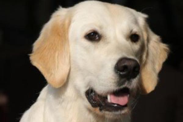 AppleunsereHunde